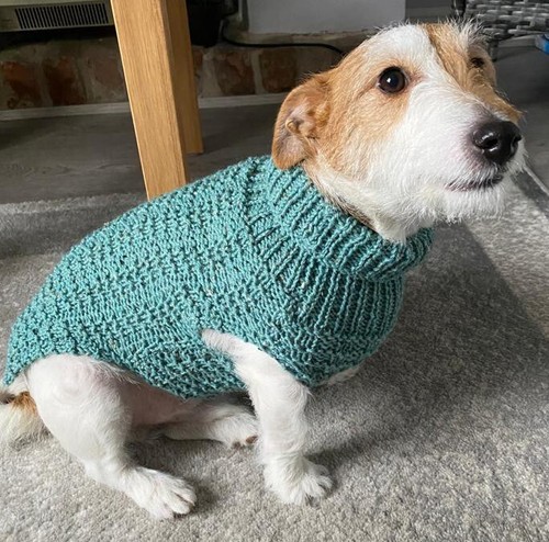 Jack russell dog chunky - jack,