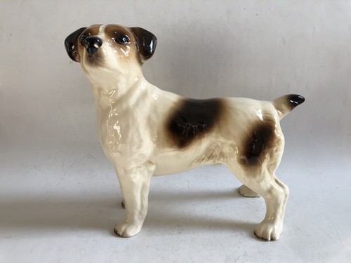 Smooth coated jack russell - smooth,