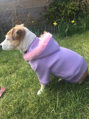Jack russell dog - russell,