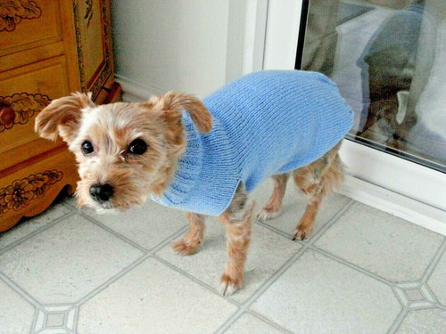 Dog coat sweater jumper - dog, hand