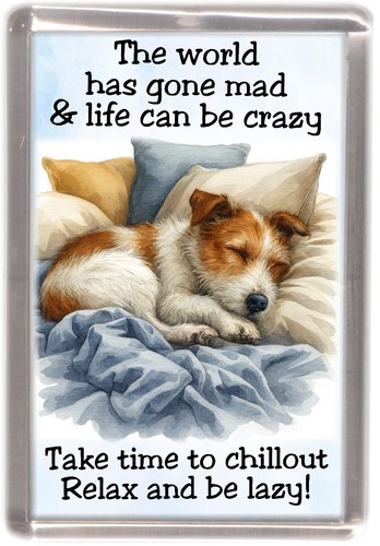 Jack russell terrier rough - jack,