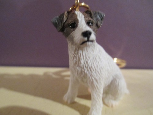 Jack russell brown white - &,