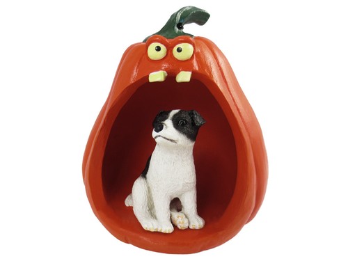 Jack russell terrier - terrier, black
