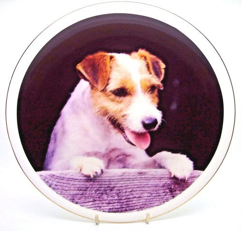 Rough coat jack russell - rough, ~