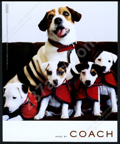 2000 jack russell - 2000,