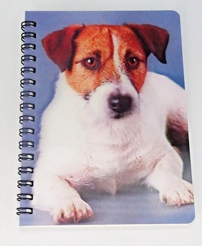 Jack russell rough coat lying - jack,
