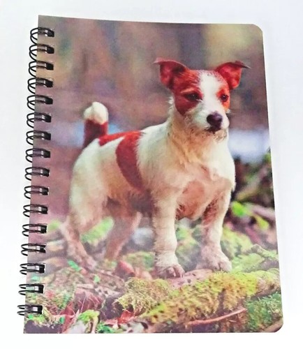 Jack russell rough coat - rough, a