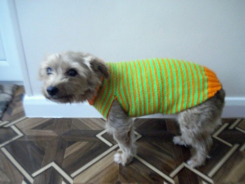 Unisex vis dog - hi,