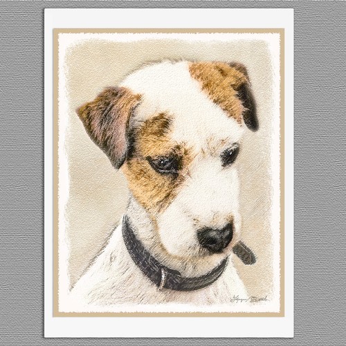 Parson jack russell terrier - jack,