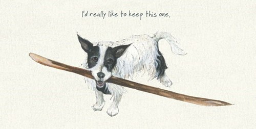 Rough coated jack - coated, russell